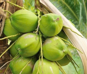 Dừa Dứa Bến Tre